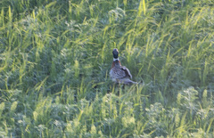 Phasianus colchicus pallasi