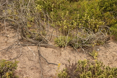 Crassula nudicaulis