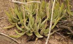 Crassula nudicaulis