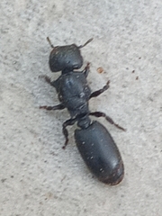 Cephalotes