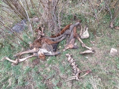 Cervus elaphus