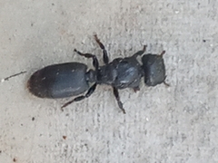 Cephalotes