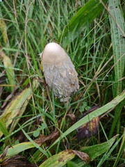 Coprinus comatus
