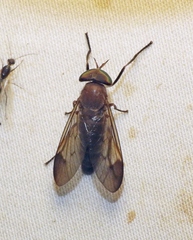 Stypommisa apicalis