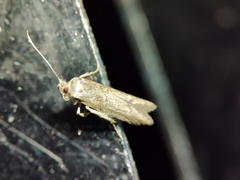 Blastobasis maroccanella