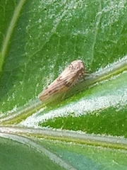 Agalliini
