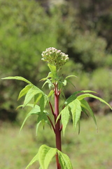 Digitacalia napeifolia