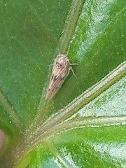 Agalliini