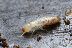 Kalotermes flavicollis