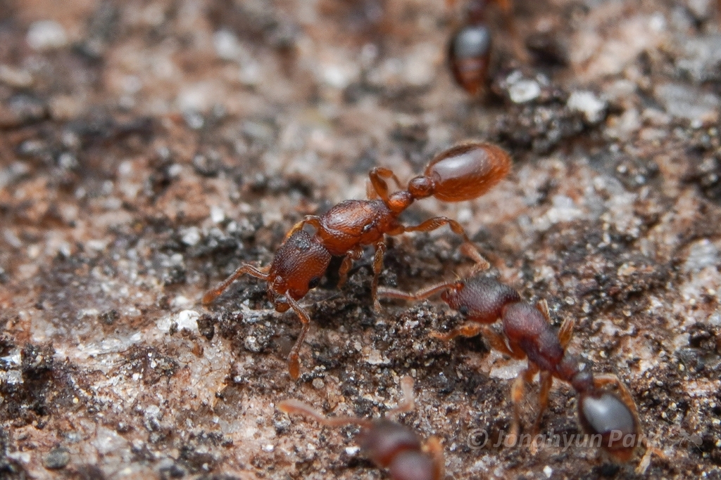 Vollenhovia nipponica