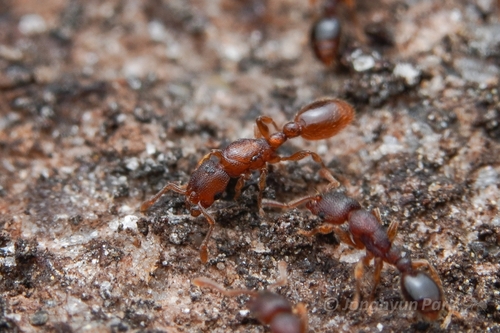 Vollenhovia nipponicaVollenhovia nipponica
