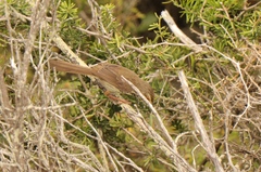 Prinia maculosa maculosa