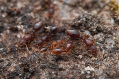 Vollenhovia nipponica