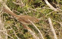 Prinia maculosa maculosa