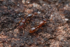 Vollenhovia nipponica