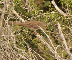 Prinia maculosa maculosa