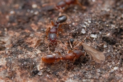 Vollenhovia nipponica