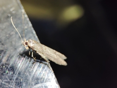 Blastobasis maroccanella