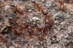 Vollenhovia nipponica