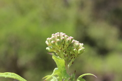 Digitacalia napeifolia