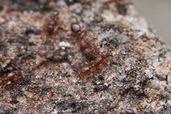 Vollenhovia nipponica