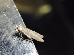 Blastobasis maroccanella