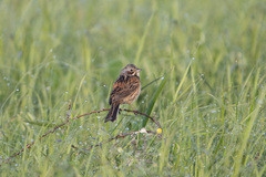 Emberiza fucata