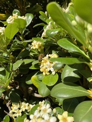 Apis mellifera
