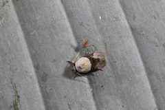 Chlamydastis tryphon