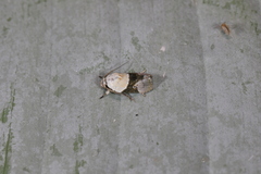 Chlamydastis tryphon