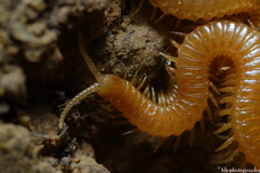 Geophilidae