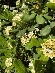 Apis mellifera