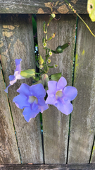 Thunbergia grandiflora