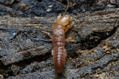 Embioptera