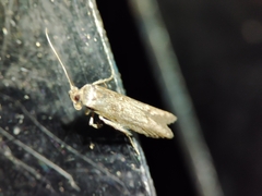 Blastobasis maroccanella