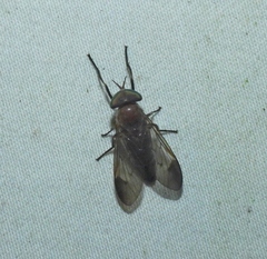 Stypommisa apicalis