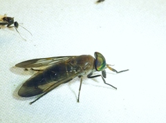 Stypommisa apicalis