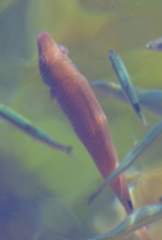 Ctenolabrus rupestris