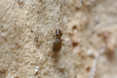 Lepinotus reticulatus