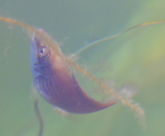 Ctenolabrus rupestris