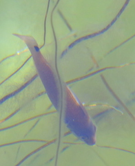 Ctenolabrus rupestris