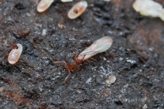 Vollenhovia nipponica