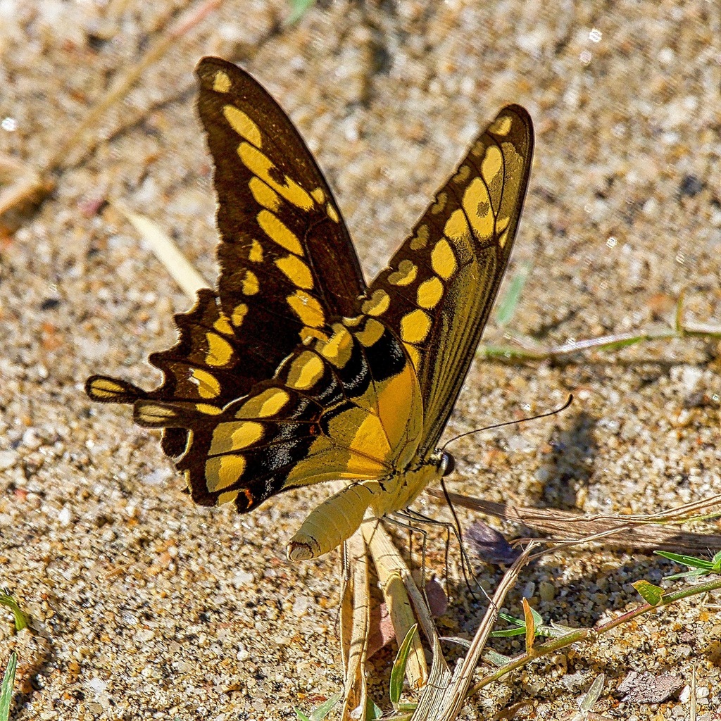 Papilio garleppi