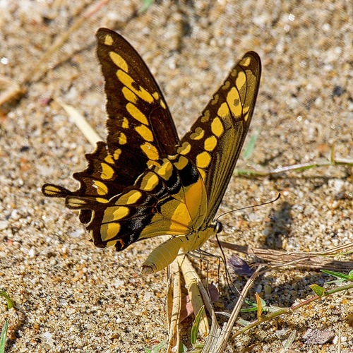 Papilio garleppi