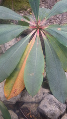 Euphorbia pachypodioides image