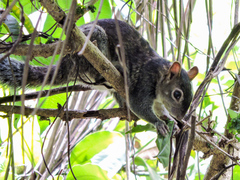 Sciurus colliaei