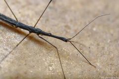 Hydrometra stagnorum