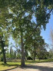 Platanus
