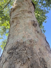 Platanus