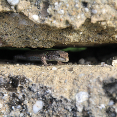 Podarcis carbonelli carbonelli